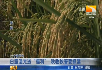 白露温光送“福利” 秋收秋管要抓紧