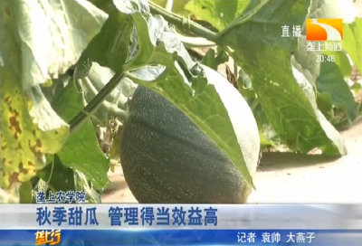 秋季甜瓜 管理得当效益高