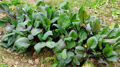 红菜苔种植时间和方法！它的种植效益如何