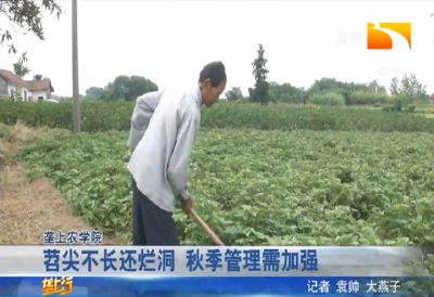 苕尖不长还烂洞 秋季管理需加强