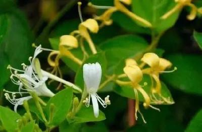 【中药材】金银花种植一定要注意这几点，不然影响金银花产量！