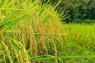 水稻丰收季节，这些知识你知道吗