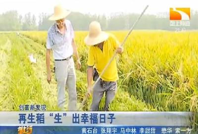 再生稻 “生” 出幸福日子