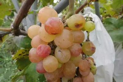 【葡萄】葡萄遇上这些生理性病害，要怎么防治？缩果、日灼、裂果