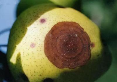 【梨树】梨树成熟前，三种果实病害一定要做好预防工作