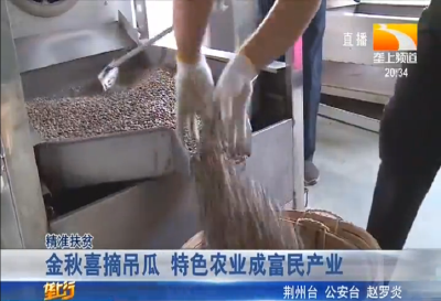 今秋喜摘吊瓜 特色农业成富民产业