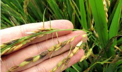 预防“穗上芽”，别让水稻在收割前减产