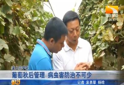 葡萄秋后管理 病虫害防治不可少