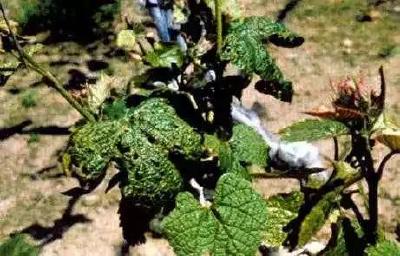 【枣树】绿盲蝽对果树的危害不小，如何用药效果好？