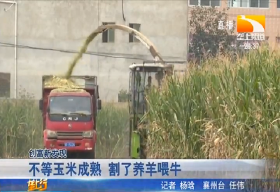 不等玉米成熟 割了养羊喂牛