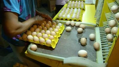 鸡蛋每箱250元，每天29万枚还不够卖！后期行情如何？
