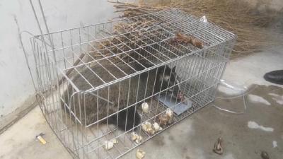 这些陆生野生动物不能再吃：大致共54种 包括果子狸等