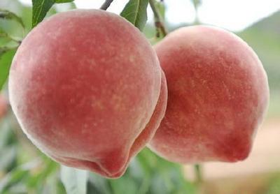 【桃树】桃树采摘前管理要抓重点，不要影响当年产量 