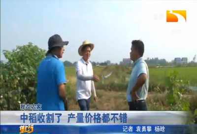 中稻收割了 产量价格都不错