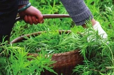 湖北菜篮子高质量之变：湖北阳新 绿色种植引领蔬菜高质量发展