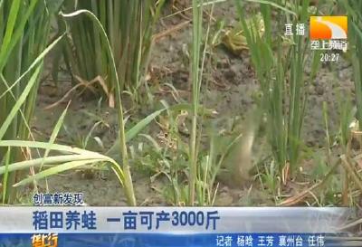 稻田养蛙 一亩可产3000斤