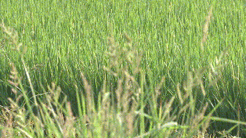 稻田里面搭“擂台”，24个水稻良种田间比拼，质效同步提高