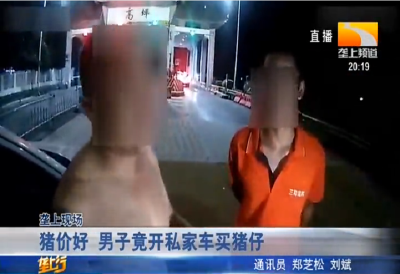 猪价好 男子竟开私家车买猪仔
