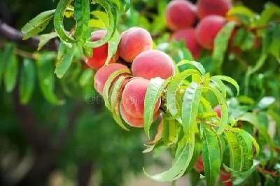 【桃树】秋季桃树管理技术要点！如何提高产量