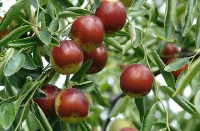 【枣树】一个都不能少！！冬枣成熟期管理重要措施，枣农必备