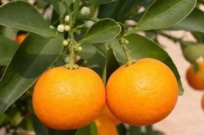 【柑橘】2019年柑橘销售行情预测及销售建议