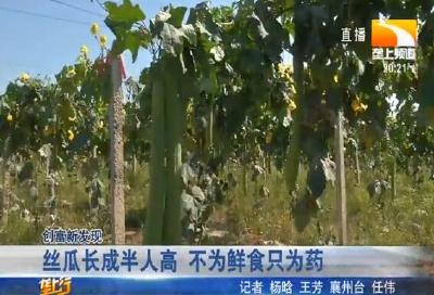 丝瓜长成半人高 不为鲜食只为药