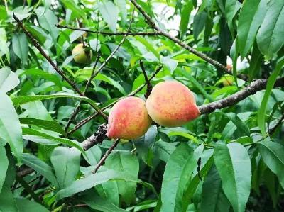 【桃子】果树秋季施肥，最容易犯的7大错误！你做对了吗