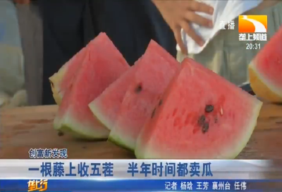 一根藤上收五茬 半年时间都卖瓜