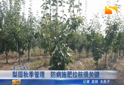 梨园秋季管理 防病施肥拉枝很关键