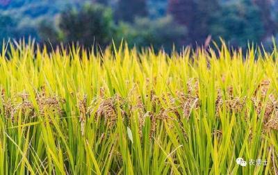 水稻收割前应适时断水