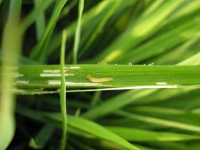 水稻病虫害发生面积3.48亿亩次，预计南方害虫为害加重
