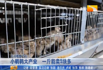 小鹌鹑大产业 一斤能卖5块多