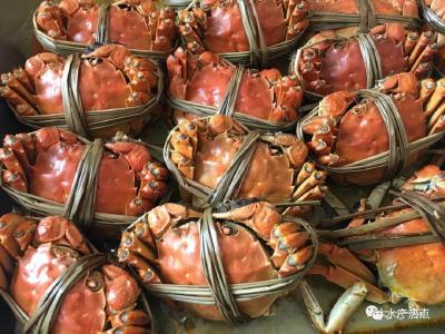 阳澄湖大闸蟹开捕，产量1400吨， “黑科技”养大规格壮蟹