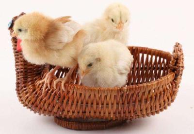 鸡肉消费爆发：白鸡苗价飙至11元/羽，前8月进口冻鸡肉同比增51%
