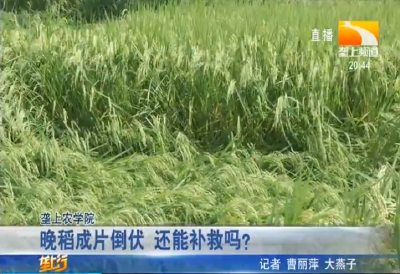 晚稻成片倒伏 还能补救吗？