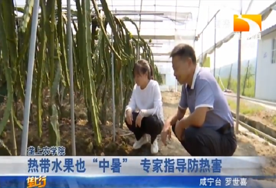 热带水果也“中暑” 专家指导防热害