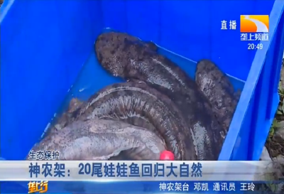 神农架：20尾娃娃鱼回归大自然