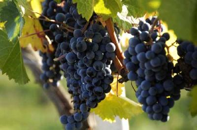 【葡萄】4个时期种葡萄，春栽最常见，老手的选择不一般