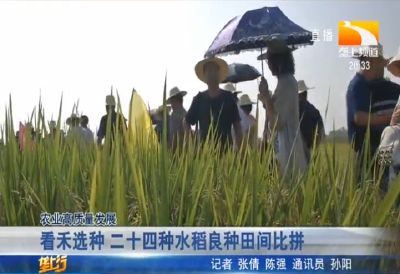 春禾选种 二十四种水稻良种田间比拼