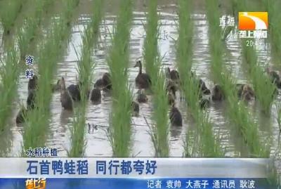 石首鸭蛙稻 同行都夸好