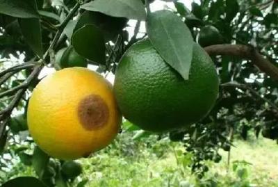 【柑橘】柑橘未熟先黄，小心中了吸果夜蛾的“招”