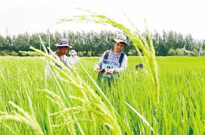 汉产超级水稻引关注 不施化肥农药绿色健康亩产效益更高