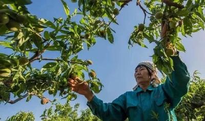 【桃子】桃树在采后必须要修剪，而不是等到冬季再剪？不修剪会怎样