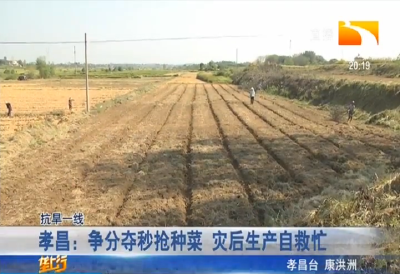 孝昌：争分夺秒抢种菜 灾后生产自救忙