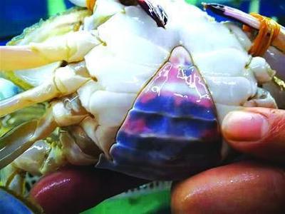 青岛螃蟹鲳鱼价格大跳水 国庆节前还会上涨