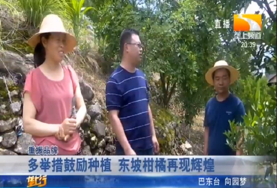 多举措鼓励种植 东坡柑橘再现辉煌