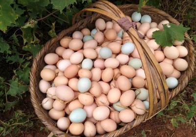 入秋鸡蛋市场需求增长 鸡蛋涨价养殖户增收