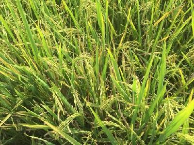 荆州市605万亩中稻开始收割 预计本月下旬收割完毕
