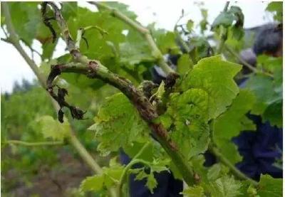 【葡萄】种葡萄这七个病虫多发时期，可一定要当心了