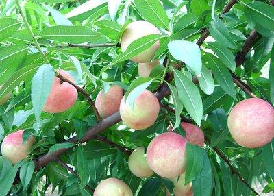 【桃子】一定要高度重视果树秋施基肥的问题！秋施基肥的作用